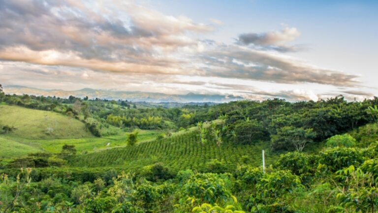 Cartagena & Coffee Region